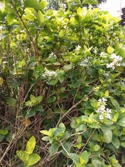 Pseuderanthemum maculatum