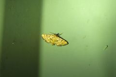 Glycythyma chrysorycta