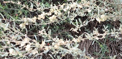 Atriplex vesicaria
