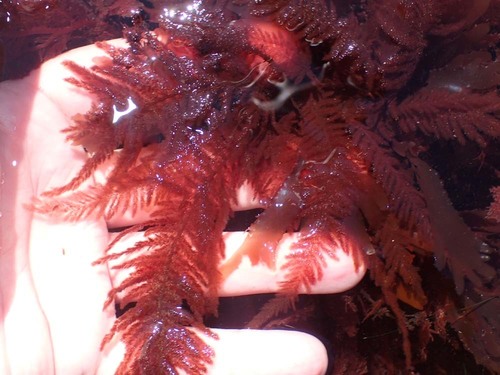 Representative image of Pleonosporium