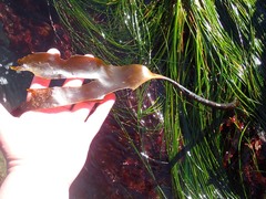 Laminaria setchellii