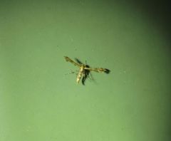 Nippoptilia cinctipedalis