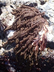 Callithamnion pikeanum