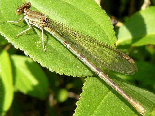 Blue-ringed Dancer photo 4