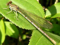 Argia sedula
