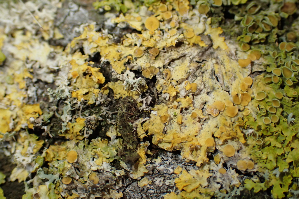 Athelia arachnoidea · April 2026 · photo: © kh-c (iNaturalist, cc0)