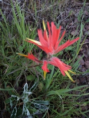 Castilleja subinclusa