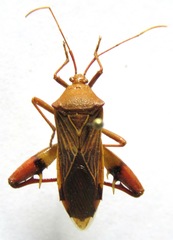 Nematopus nigroannulatus