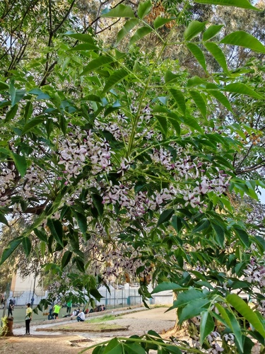 Chinaberry