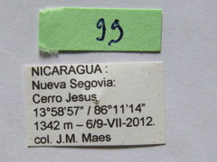 Nematopus nigroannulatus