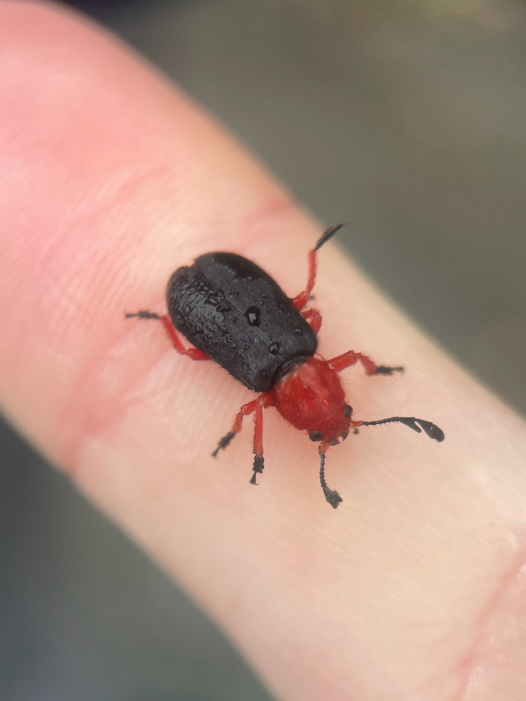 Chariessa elegans