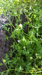 Pholistoma auritum arizonicum