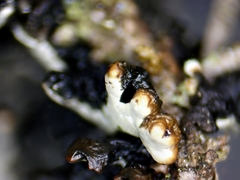 Hypogymnia incurvoides