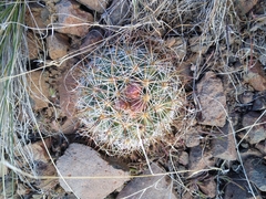 Pediocactus nigrispinus