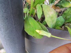 Ethereal Plant (Aetheorhiza)