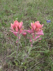 Castilleja purpurea