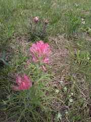 Castilleja purpurea