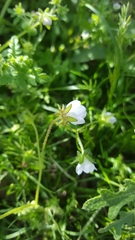 Pholistoma auritum arizonicum