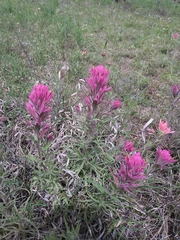Castilleja purpurea