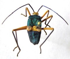 Paryphes blandus
