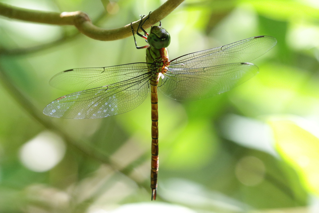 Icarus Darner