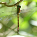Icarus Darner - Photo (c) Cameron Eckert, some rights reserved (CC BY-NC), uploaded by Cameron Eckert