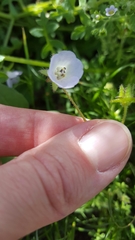 Pholistoma auritum arizonicum