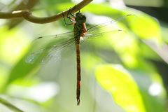 Coryphaeschna apeora