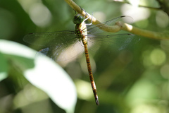 Coryphaeschna apeora