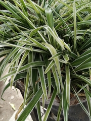 Chlorophytum laxum