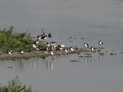 Himantopus mexicanus