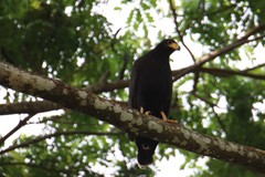 Buteogallus anthracinus