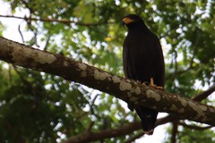 Buteogallus anthracinus