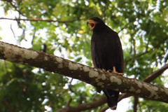 Buteogallus anthracinus