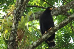 Buteogallus anthracinus