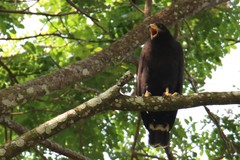 Buteogallus anthracinus