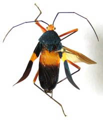Paryphes blandus