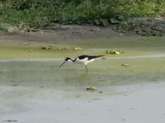 Himantopus mexicanus
