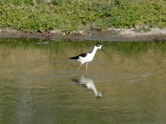 Himantopus mexicanus