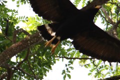 Buteogallus anthracinus