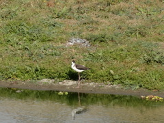 Himantopus mexicanus