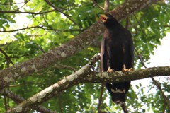 Buteogallus anthracinus