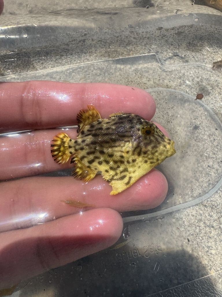 Rough Triggerfish