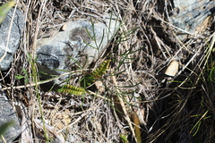 Anisotome filifolia