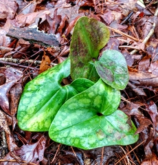 Hexastylis arifolia