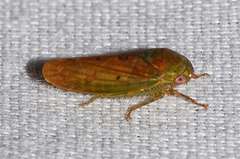 Polana quadrinotata