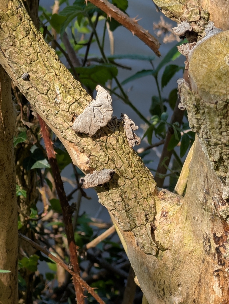 Auricularia auricula-judae · April 2026 · photo: © heather-hyfae (iNaturalist, cc-by)
