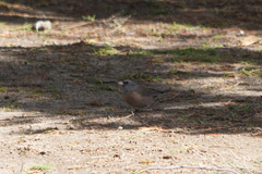 Junco hyemalis mearnsi