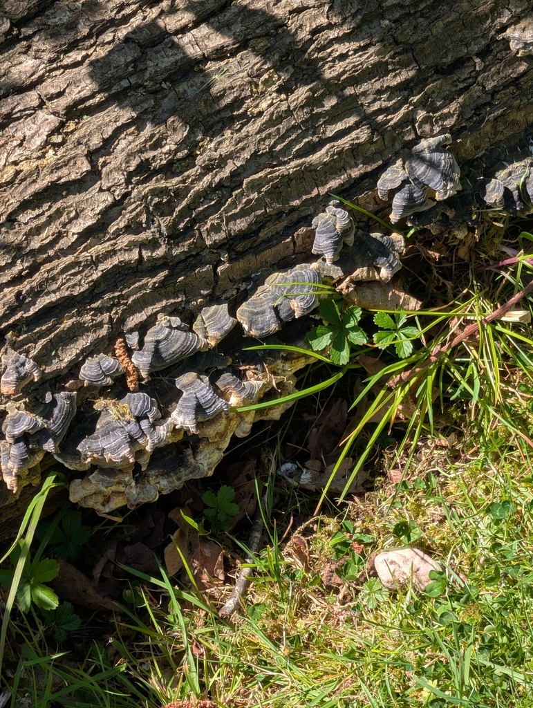 Trametes versicolor · April 2026 · photo: © heather-hyfae (iNaturalist, cc-by)