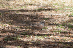 Junco hyemalis mearnsi